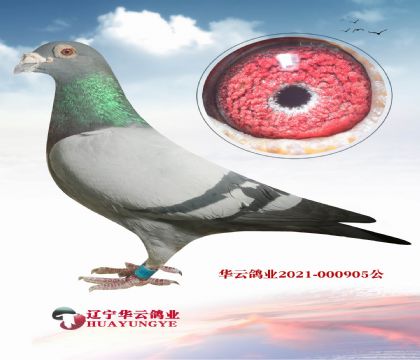 公棚山地之王 逆風(fēng) 惡劣天氣無敵
