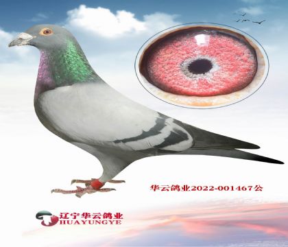 威廉.迪布恩- 奧林匹克颶風(fēng)家族