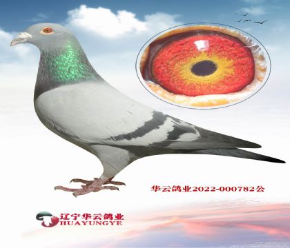 國內(nèi) 最高輩分 最實(shí)戰(zhàn)的英格斯