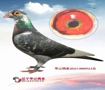 英格斯大名鴿178直子X翻版“飛戈”直女