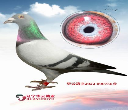喜歡利奧的一定要拍