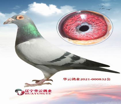 帝王公牛林波爾 姑侄回血