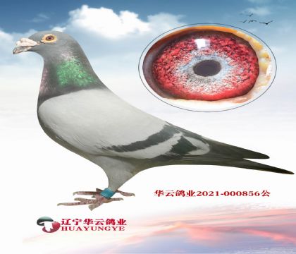 回春陽老紅公絕版直孫X740全妹 金母006