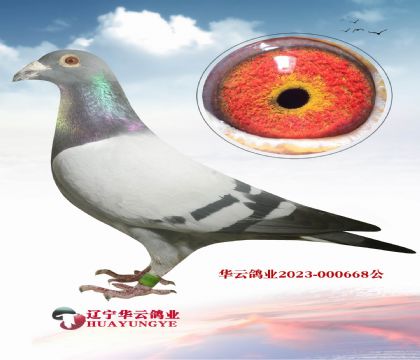 英格斯含金量很高黃金配對 直子X直女