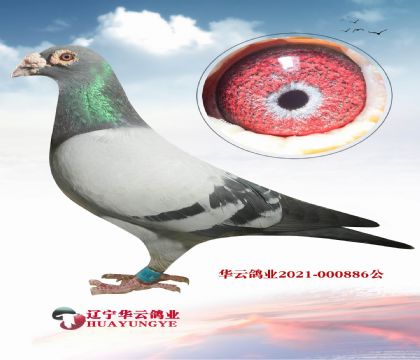 “天王1號(hào)777”X秘密閃電“666”