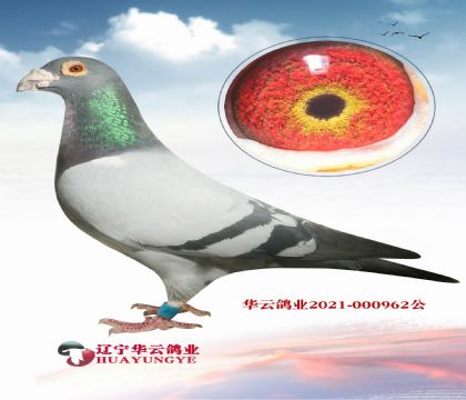 傳奇種公 黃金配對父女回血 后代家族年年高位獎(jiǎng)