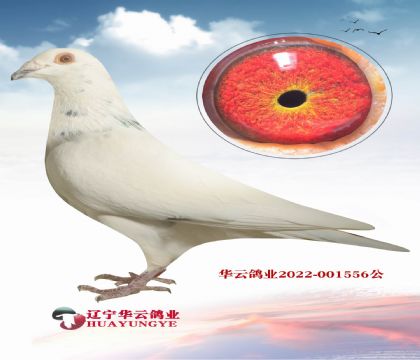 鴿舍必備 花西格穆勒 哈貝尼斯