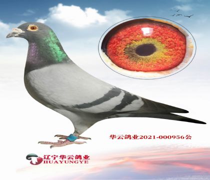 歐州最好的考夫曼父女回血