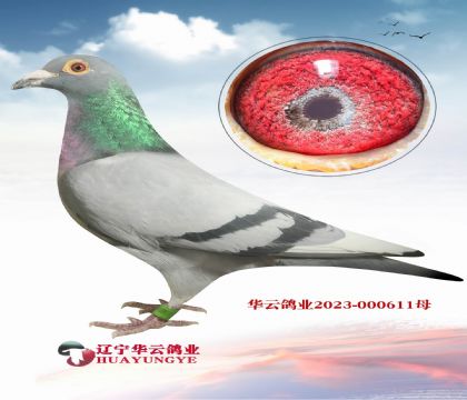 全國鴿友都公認(rèn)的溶血最厲害的血系“飛戈”