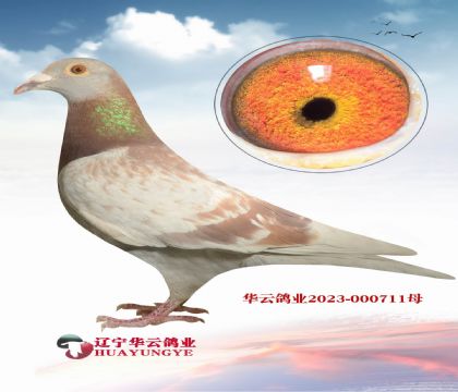 有錢都不好買到的 吉爾特.海倫
