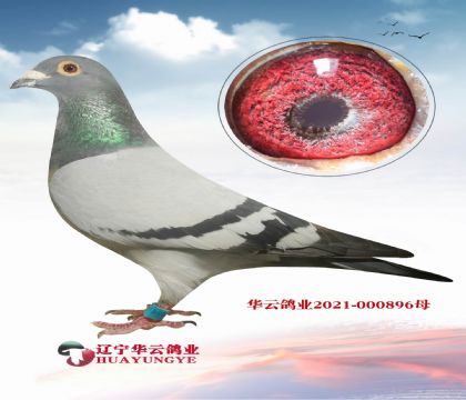 超級閃電蓋比 種公X北國之春鴿王冠軍 同母異父 特留回血