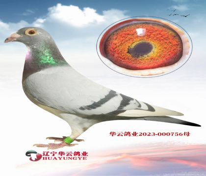 之前從不出售的血系英格斯 同窩回血