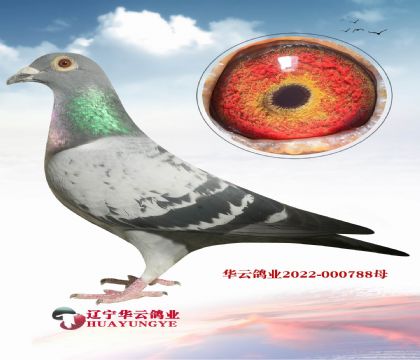 有緣拍這路血系 您試試 有不可思議的效果