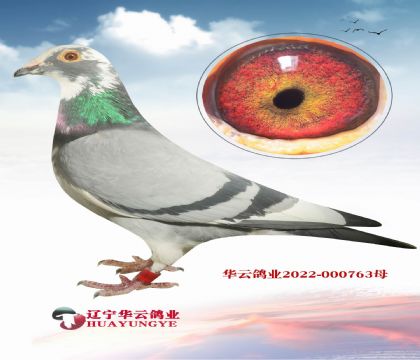 含金量很高的配對 之前從不出售的血系