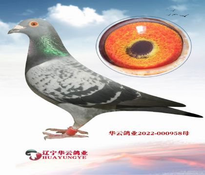 堪稱世界上最好的血系 考夫曼