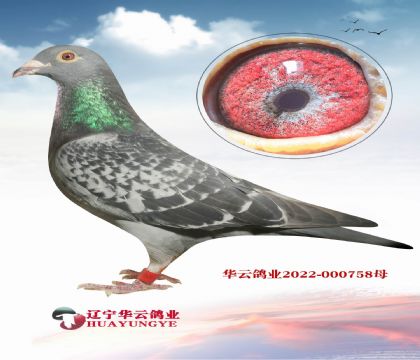 任秀夫詹森019國內(nèi)發(fā)揮最好的詹森