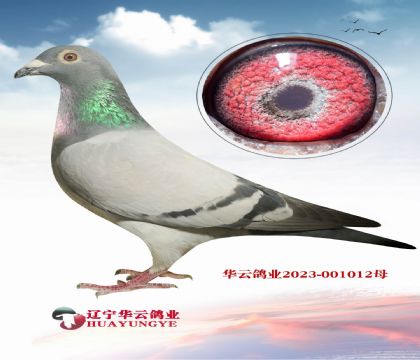 蓋比雙冠軍X蓋比 閃電母子回血