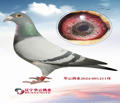 絕對是最好的 范登布克配對 “奧林匹克基特爾 006”血系