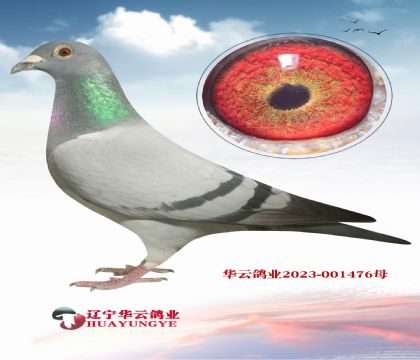 華云福雷迪最好用的直子X福雷迪孫女