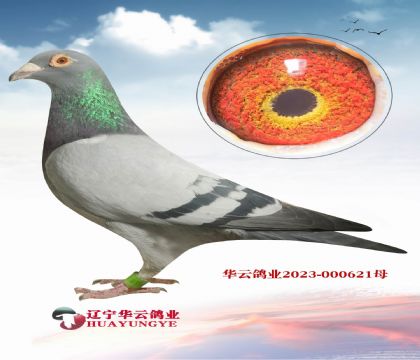 歐州最好的考夫曼父女回血