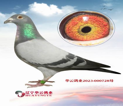 740全妹 金母006直子X 740神州輝煌決賽19名直女
