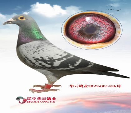 喜歡利奧的一定要拍 非常高級