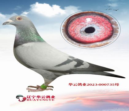 威廉.迪布恩- 奧林匹克颶風(fēng)家族