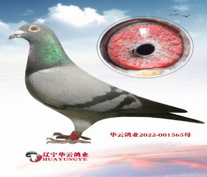 打公棚的王者 看看這個(gè)家族 想不贏都難