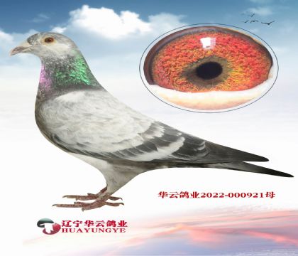 重點(diǎn)哈貝尼斯種雄X花西格穆勒 哈貝尼斯