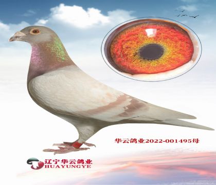 絕對能定棚的鴿子