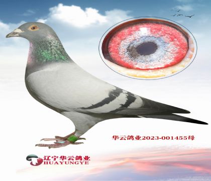超級秘密武器 本舍最厲害的配對 天王1號(hào)直女
