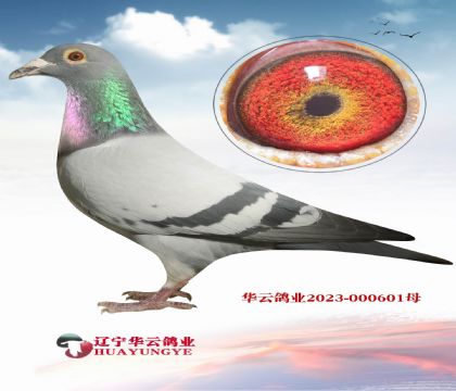 林波爾獅子王發(fā)揮最出色血液 一定要拍