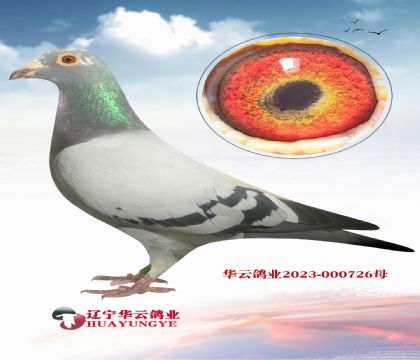 英格斯含金量很高黃金配對 直子X直女