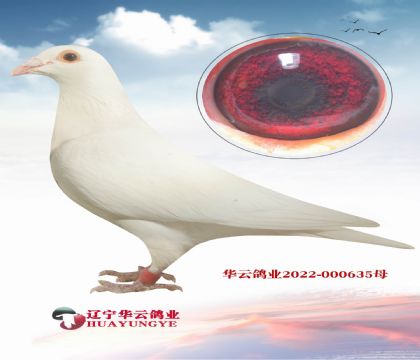 世界純白賽鴿300K---800K最強(qiáng)、最美的白鴿系