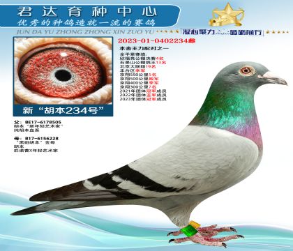 金環(huán):“新胡本234號”