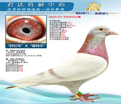 金環(huán):“好紅號”X“基特爾”