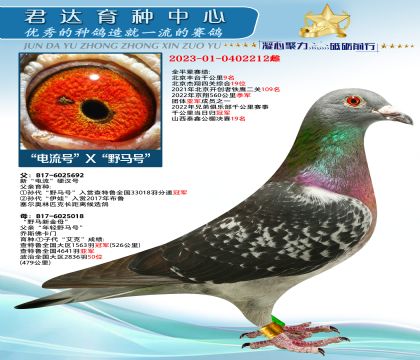 金環(huán):“電流號”X“野馬號”