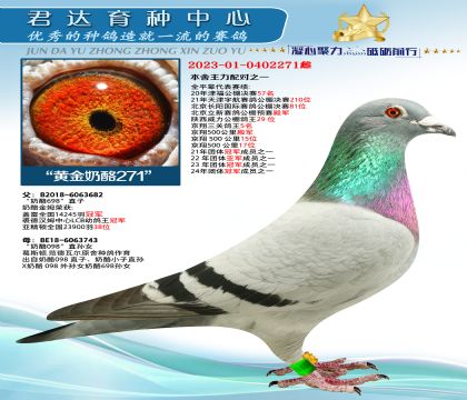 金環(huán):“黃金奶酪271號”
