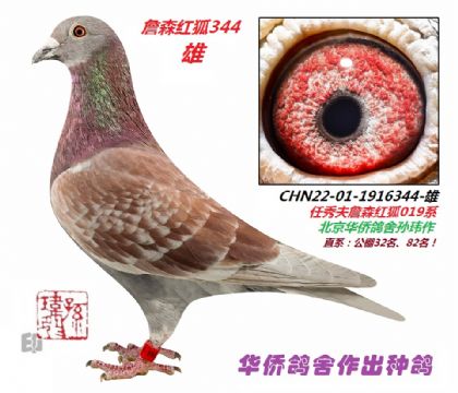 8̖--h(hun)Nղɭt1916344-{c-