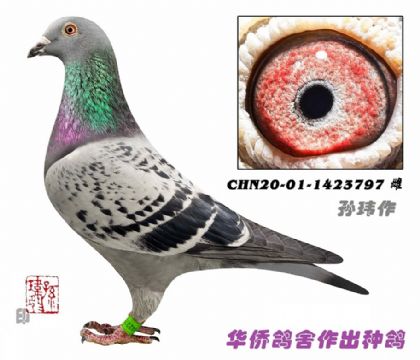 7̖--ղɭ019HѪN-1423797-