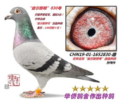 3̖--頖˹D̖ѪN1652830-