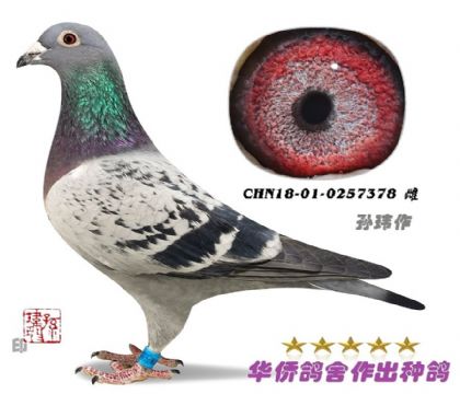 5̖--ղɭ019ϵѪN0257378--