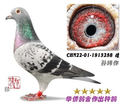 11̖--ղɭ019ϵѪN1913258-