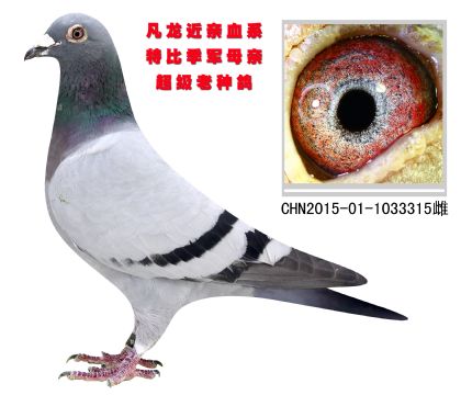 特比環(huán)季軍母親 凡龍近親血系