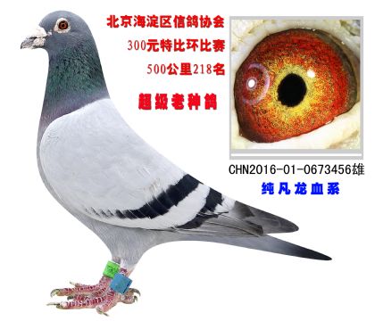 北京海淀區(qū)信鴿協(xié)會300元特比環(huán)500公里218名
