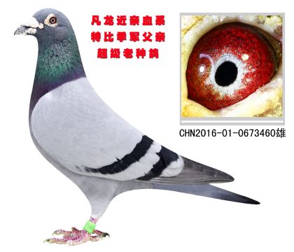 特比季軍父親 凡龍近親血系