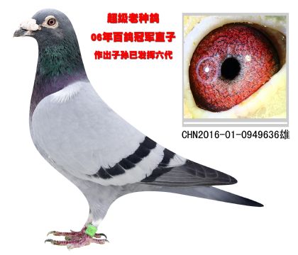 超級老種鴿 06年百鴿冠軍直子