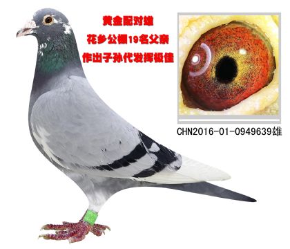 黃金配對雄 花鄉(xiāng)國際公棚決賽19名父親