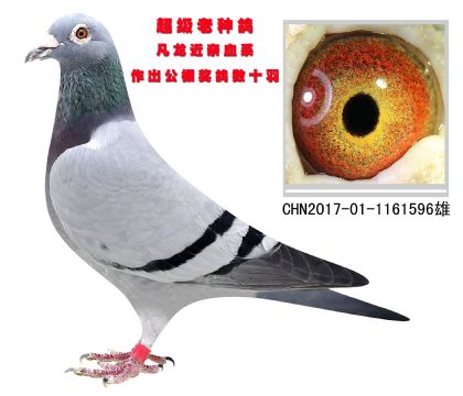 超級老種鴿 凡龍近親血系