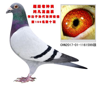 超級老種鴿 純凡龍血系